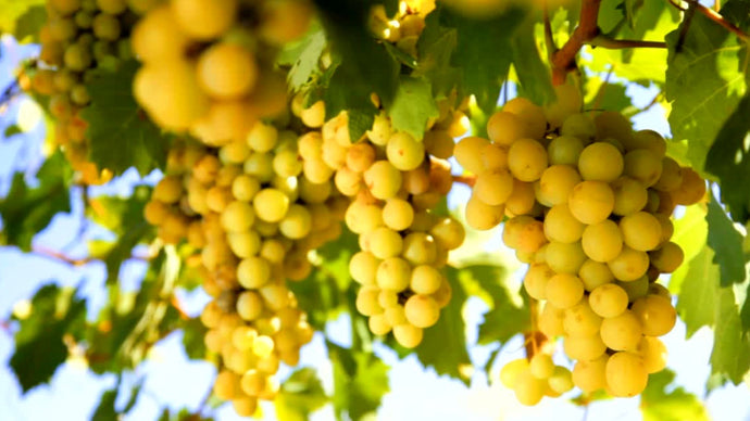 Marlo White Grape Guide