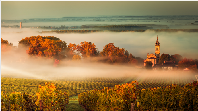 The Left Bank of Bordeaux