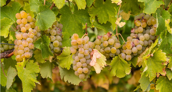 Chardonnay From Around The World