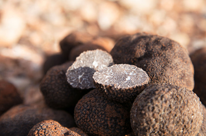 HOW TO TRUFFLE HUNT IN BAROLO